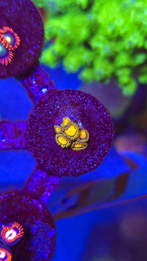 Tutti Frutti Zoanthids