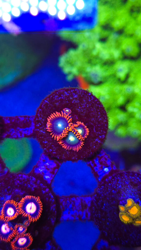 Punk Rocker Zoanthids