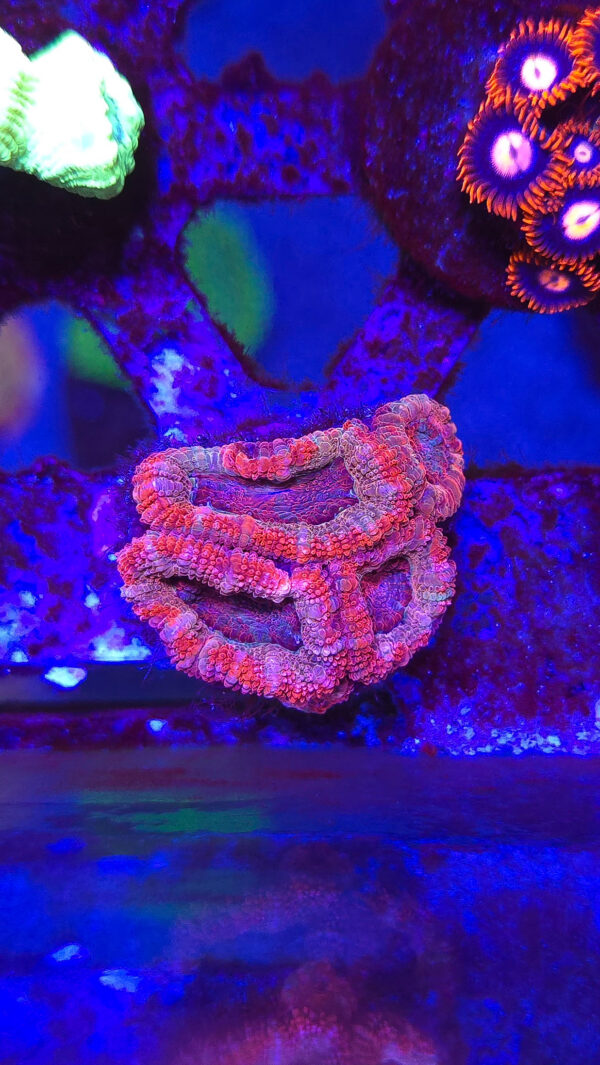 Red & Purple Acan