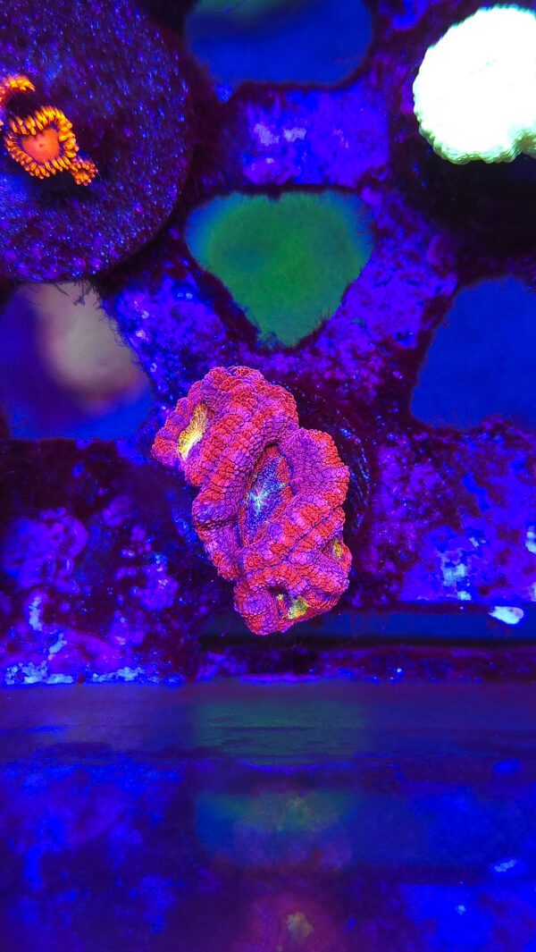 Rainbow Acan