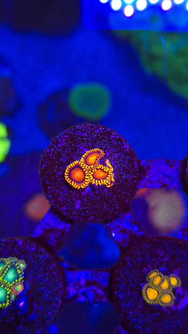 BamBam Zoanthids