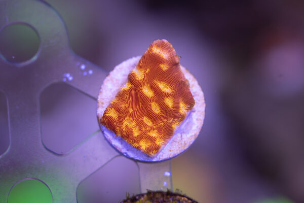 Blood Orange Leptoseris
