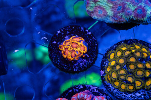 BamBam Zoanthids