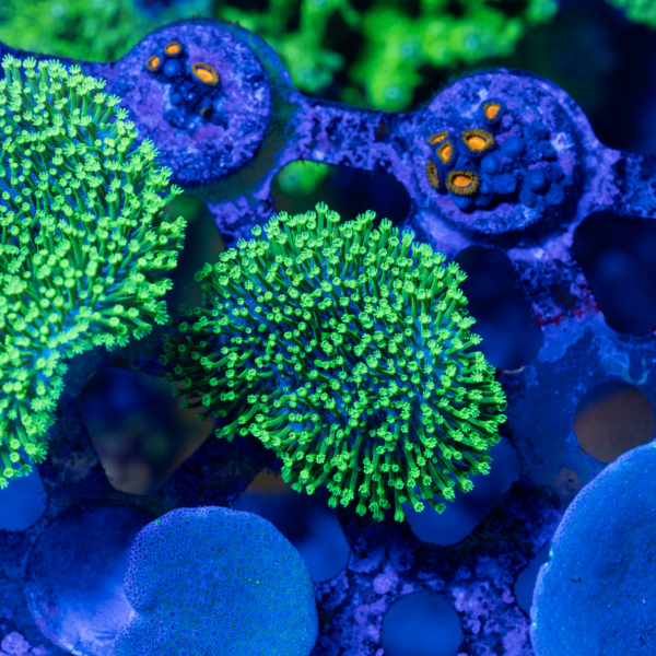 Neon Green Toadstool