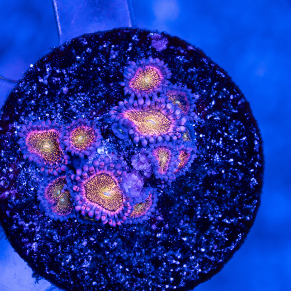 Mohawk Zoanthids