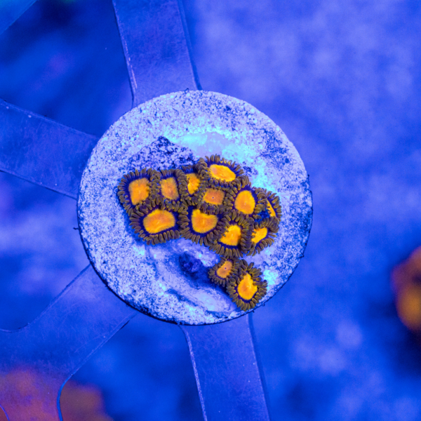 Tutti Frutti Zoanthids