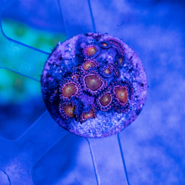 Mohawk Zoanthids