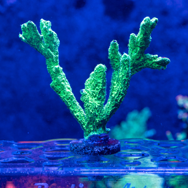 Branching Hydnophora