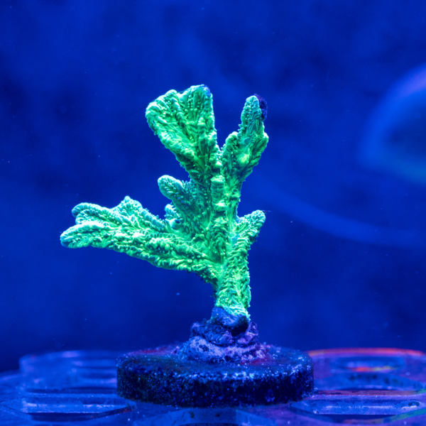 Branching Hydnophora