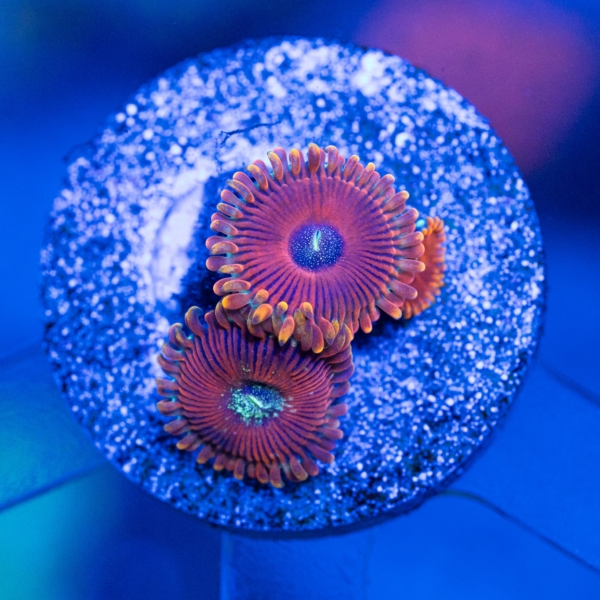 Magician Zoanthids