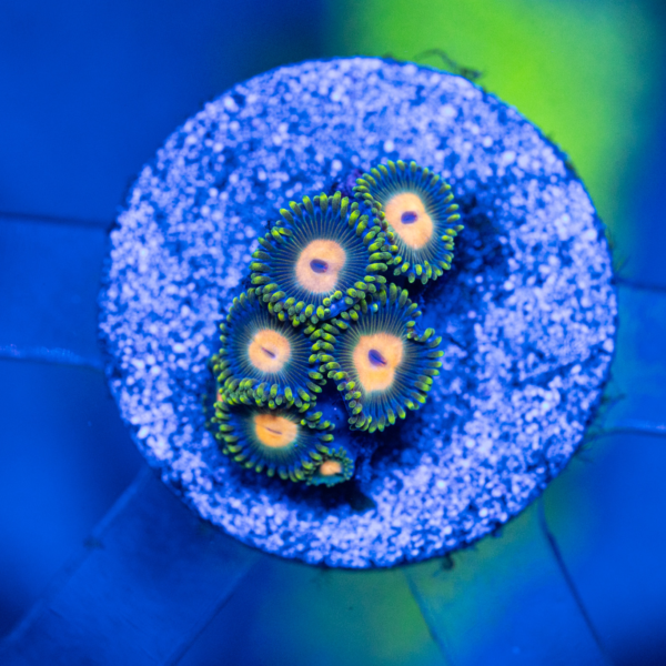 Green Bay Packer Zoas