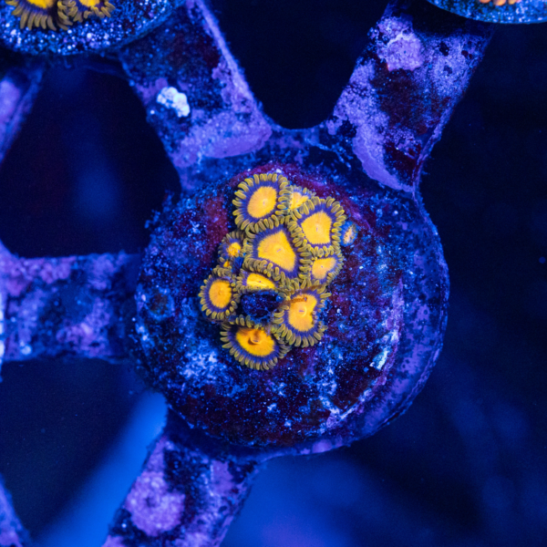 Tutti frutti Zoanthid
