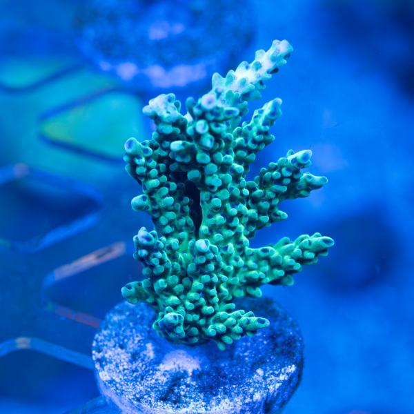 RR The Vinh Acropora