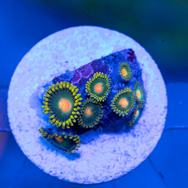 Green Bay Packer Zoanthids