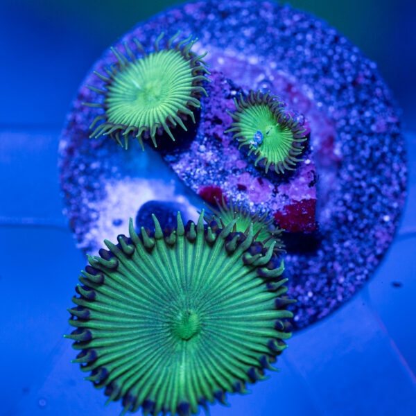 Toxic Green Paly