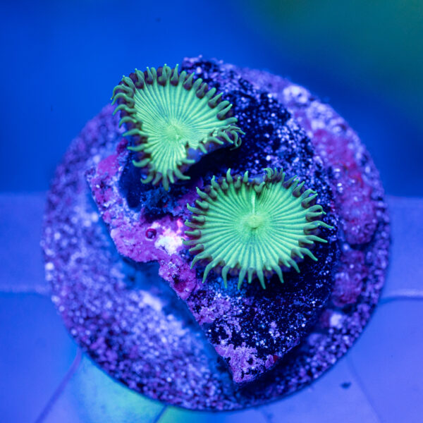 Toxic Green Paly