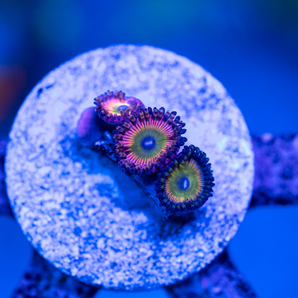 Rainbow Infusion Zoanthids