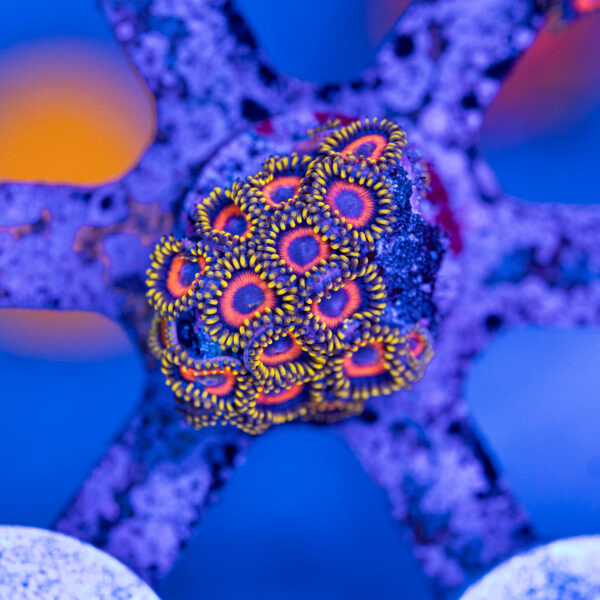 Eagle Eye Zoanthids