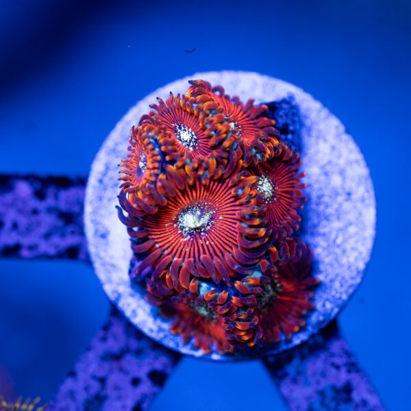 Magician Zoanthids