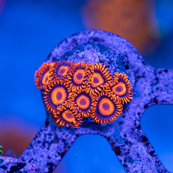 Orange Oxide Zoanthids